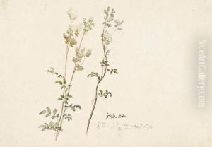 Meadowsweet