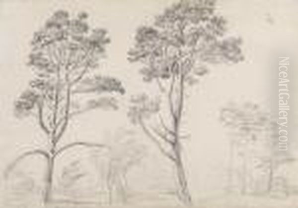 Two Studies Of Pine Trees At Hamilton Palace, Scotland - view 1