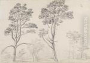 Two Studies Of Pine Trees At Hamilton Palace, Scotland by James Ward