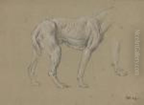Study Of A Hound - view 1
