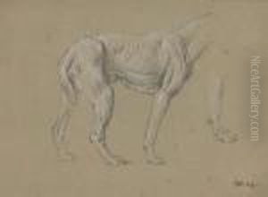 Study Of A Hound