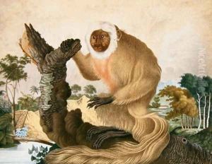 The Saki Monkey, 1835 The Saki Monkey, 1835