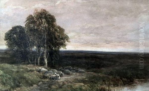 Flock Of Sheep In A Moorland Landscape With Trees To Left Foreground - view 1