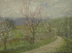 Cherry Blossoms