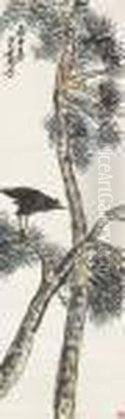 Crow On Pine Tree - view 1