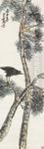 Crow On Pine Tree