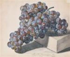 Dark Grape