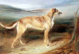 A Scottish Deerhound