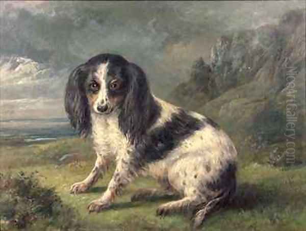 A King Charles Spaniel - view 1
