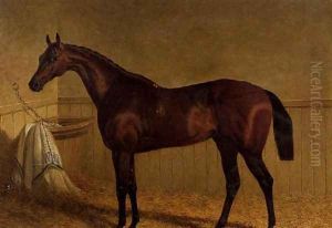 'Beeswing', a bay racehorse in a loosebox