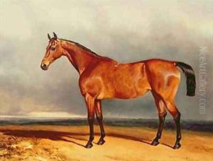 The Bay Hunter