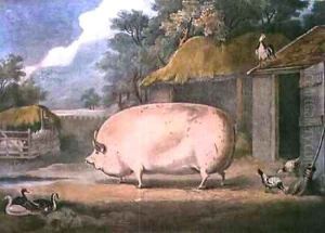 A Leicester Sow 2 years old the property of Samuel Wiley by William Henry Davis