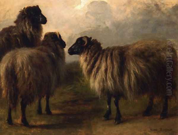 Three Wooly Sheep - view 1