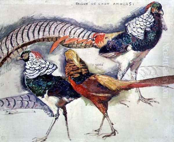 Lady Amherst's Pheasant - view 1