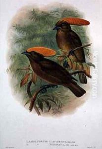 Amblyornis Flavifrons Amblyornis Flavifrons