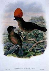 Amblyornis Subalaris by William M. Hart