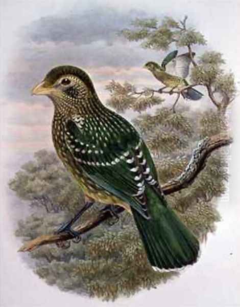 Ailuroedus Crassirostris Green Catbird - view 1