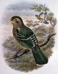 Ailuroedus Crassirostris Green Catbird by William M. Hart