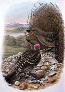 Chlamydera Nuchalis Great or Great Grey Bowerbird by William M. Hart