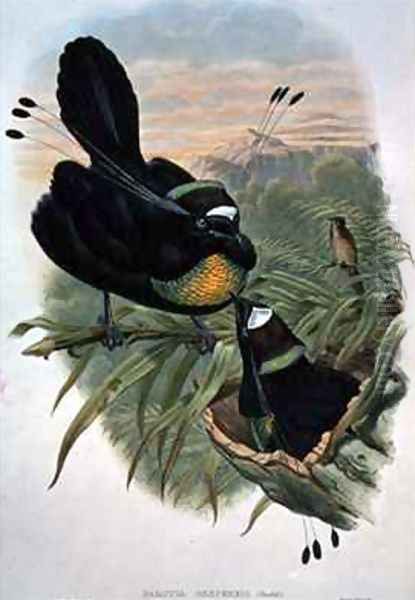 Arfak Six wired Bird of Paradise - view 1