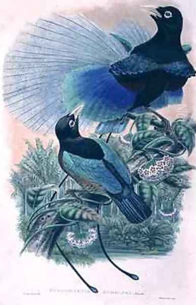 Blue Bird of Paradise - view 1