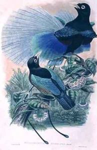 Blue Bird of Paradise