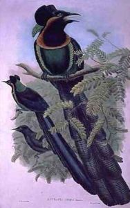 Arfak Astrapia Astrapia Nigra Bird of Paradise by William M. Hart