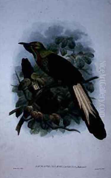 Astrapia Splendidissima - view 1
