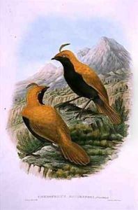 Cnemophilus Macgregorii Sickle Crested Bird of Paradise by William M. Hart