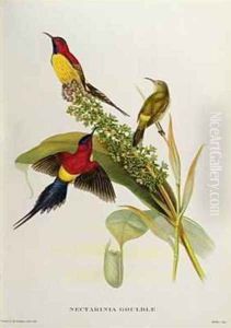Nectarinia Gouldae from Tropical Birds by John Gould