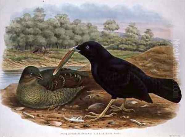 Ptilonorhyncus Violaceus Satin Bowerbird - view 1