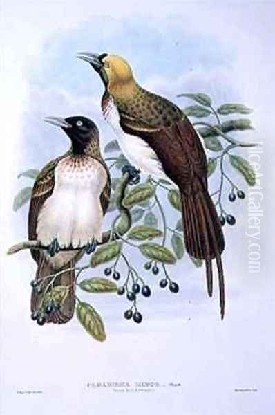 Paradisaea Quilielmi Lesser Bird of Paradise - view 1