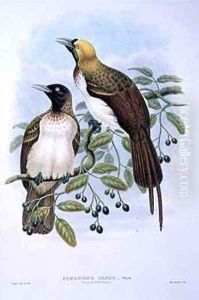Paradisaea Quilielmi Lesser Bird of Paradise by William M. Hart