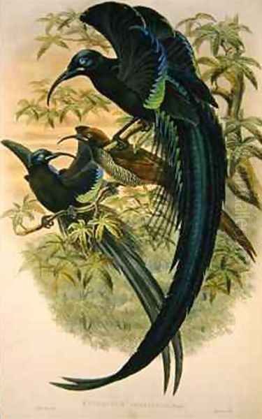 Epimachus Speciosus - view 1