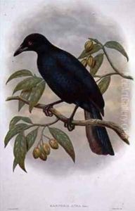 Glossy Mantled Manucode by William M. Hart