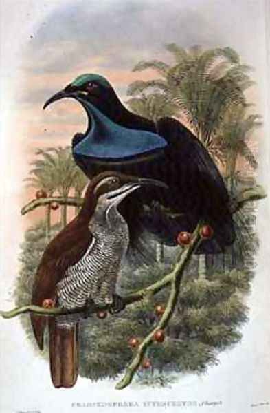 Ptiloris Magnificus Rifle Bird of Paradise - view 1