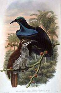 Ptiloris Magnificus Rifle Bird of Paradise by William M. Hart
