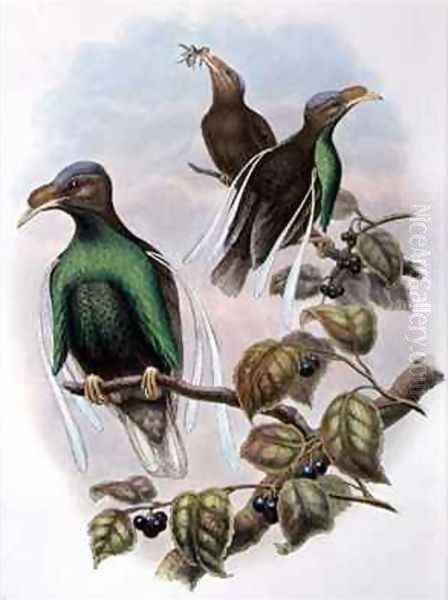 Wallaces Standard Wing Semioptera Wallecei - view 1