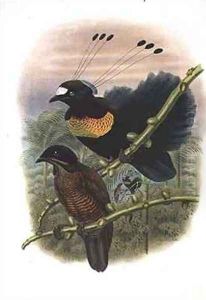 Lawes Sixwired Parotia Bird of Paradise
