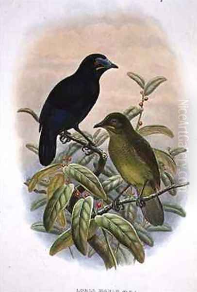 Loria Loriae Lorias Bird of Paradise - view 1