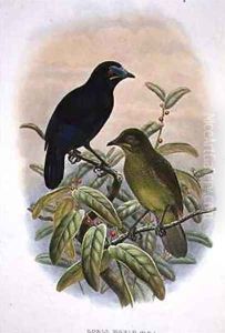 Loria Loriae Lorias Bird of Paradise by William M. Hart