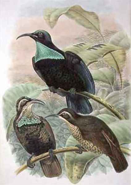 Ptiloris Paradiseus Rifle Bird of Paradise - view 1