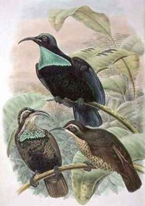 Ptiloris Paradiseus Rifle Bird of Paradise by William M. Hart