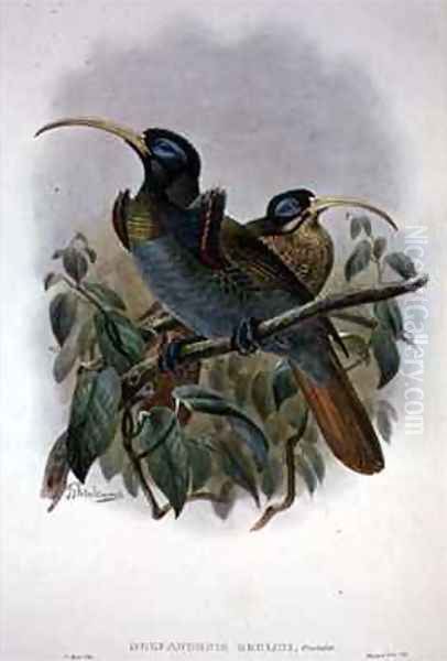 White Sickle billed Bird of Paradise - view 1