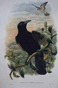 Lucocorax Pyrrhopterus Paradise or Silky Crow