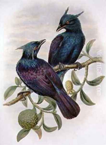 Phonygama Purpureiviolacea - view 1