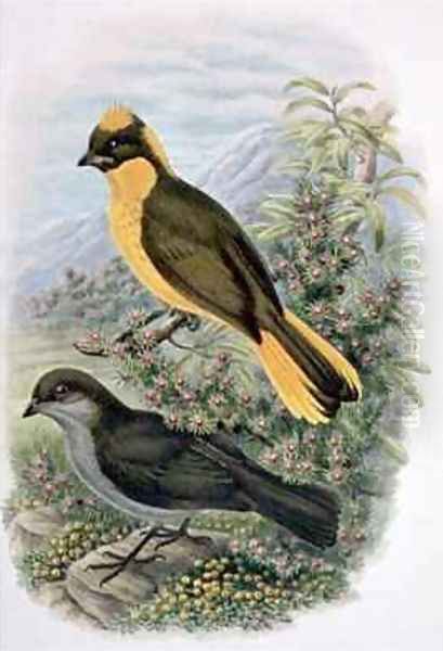 Prinodura Newtoniana Golden Bowerbird - view 1