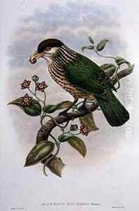 White Eared Catbird Ailuroedus Buccoides by William M. Hart
