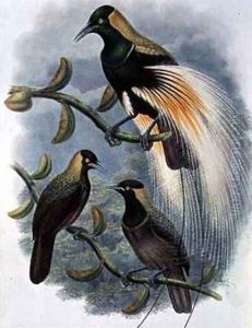 Trichoparadisea Gulielmi by William M. Hart