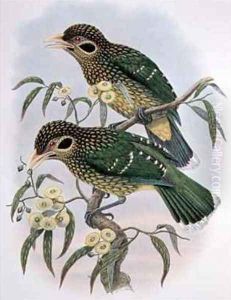 Spotted or Blackeared Ailuroedus Melanotis Bird of Paradise by William M. Hart